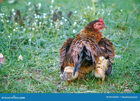 Illustratie van kuikens die zich schuilhouden onder de vleugels van een moederkip, als symbool voor Gods bescherming.