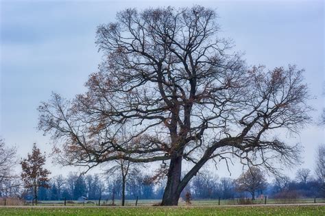 Symbolische afbeelding van een boom met twee takken: de ene oud, de andere nieuw, die samenkomen bij de stam.