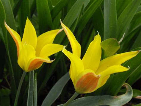 Illustratie van de vijf punten van het Calvinisme (TULIP)