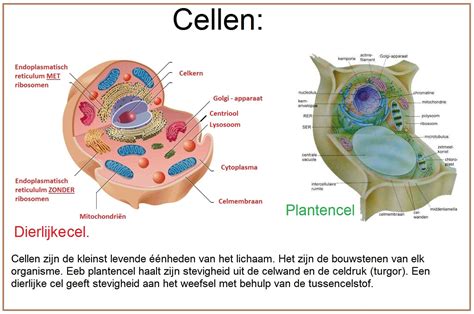 Een gedetailleerde illustratie van een menselijke cel, met nadruk op de complexiteit en functionaliteit.