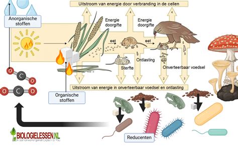 Infographic die het proces van urinezuurvorming en -uitscheiding illustreert