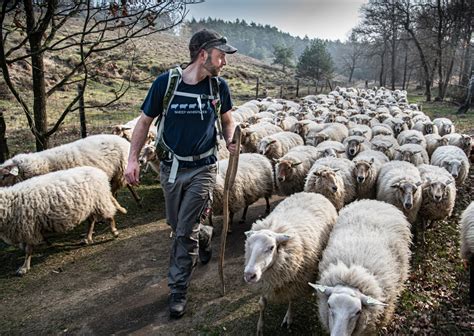 Illustratie van een herder die zijn kudde leidt door een bergachtig landschap, met een schaap dat zich van de groep heeft afgezonderd.