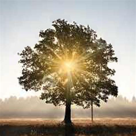 een levensboom met daarin de namen van de vrouwen uit Jezus' geslachtslijn