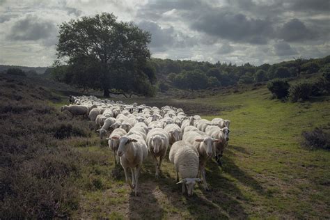 Illustratie van herders die hun schapen weiden, met contrast tussen zorgzame en zelfzuchtige herders.