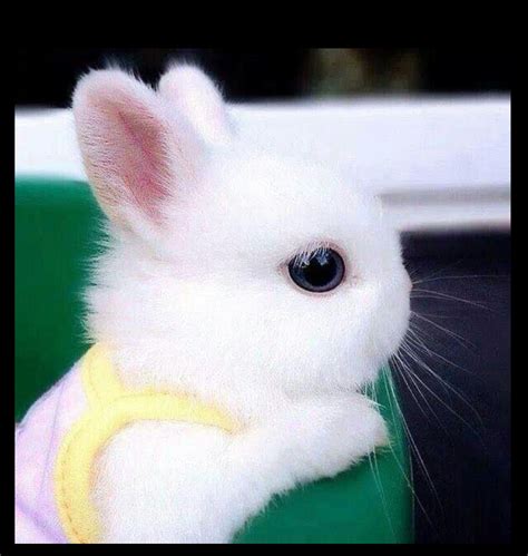 Collage van afbeeldingen: een vrouw met hoed, een vrouw zonder hoed, en een Bijbeltekst over hoofdbedekking.