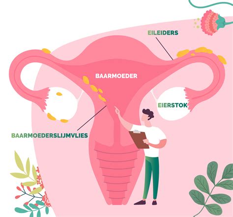 Illustratie van de baarmoeder tijdens weeën