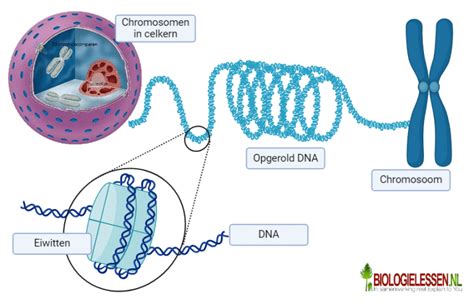 Illustratie van een chromosoom