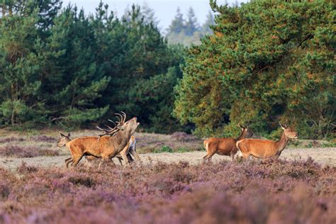 Boerderijlandschap op de Veluwe