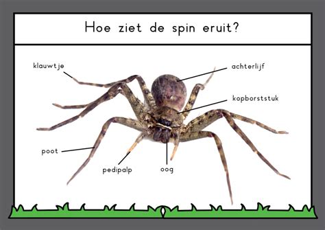 Illustratie van een 'spin in het web' die de verbindende rol van de diaken symboliseert binnen de gemeenschap.