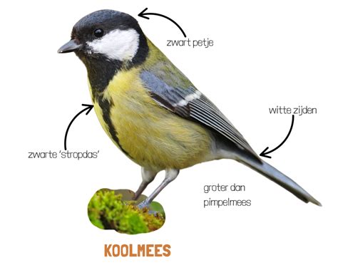 schema van de verschillende vocalisaties van de pimpelmees