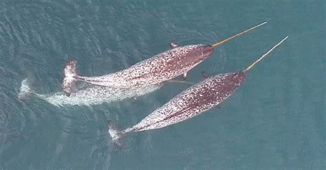 Schematische weergave van de narwal en zijn slagtand.