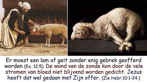 Foto van lammetjes in een weiland, passend bij het thema 'Het Lam van God'