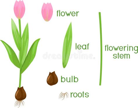Illustratie van een bloembol die ontkiemt