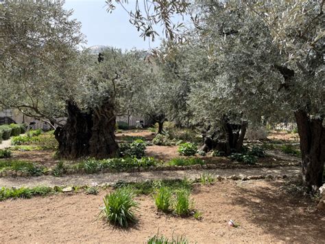 Een afbeelding van de hof van Gethsemane, met Jezus die bidt.