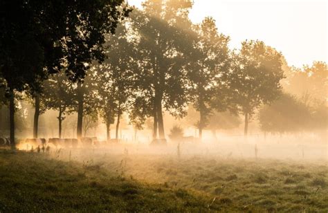 Fotoreportage van verschillende natuurlandschappen (bos, weiland, kanaal) die de inspiratiebronnen van Corinne Groenendijk illustreren.