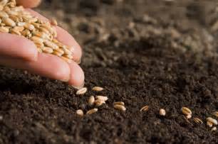 Grafische weergave van het Bijbelse beeld van zaaien en oogsten, ter illustratie van de opstanding uit de dood.