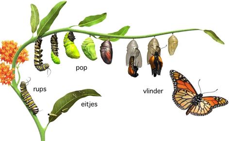 Symbolische afbeelding van een rups die transformeert naar een vlinder, als metafoor voor innerlijke verandering.