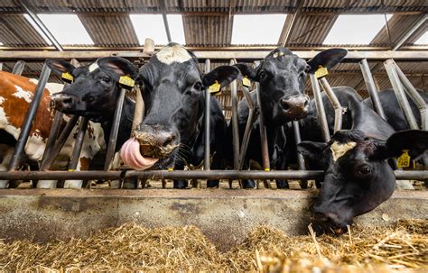 Illustratie van een boerderij in Zeeland met koeien