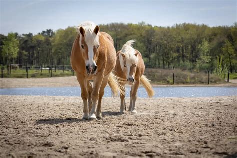 Illustratie van een omgekeerde maatschappij, met dienaren op paarden en vorsten te voet.