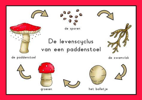 Een gedetailleerde illustratie van de levenscyclus van een paddenstoel