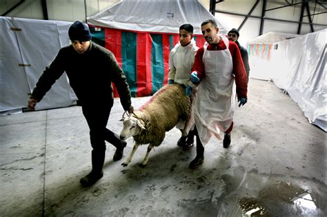 illustratie van een lam dat geleid wordt naar de slachtbank, met een symbolische weergave van verzoening