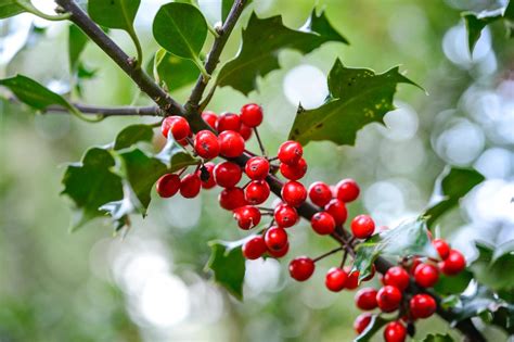Foto van het parochiecentrum van Hulst