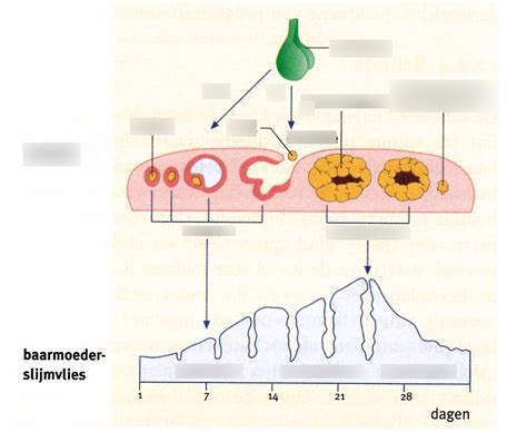 Schema dat de invloed van Babylonische en Egyptische tijdmetingen op moderne kalenders toont.