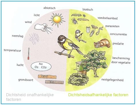Infographic die de verschillende factoren van radicalisering en polarisatie schetst.