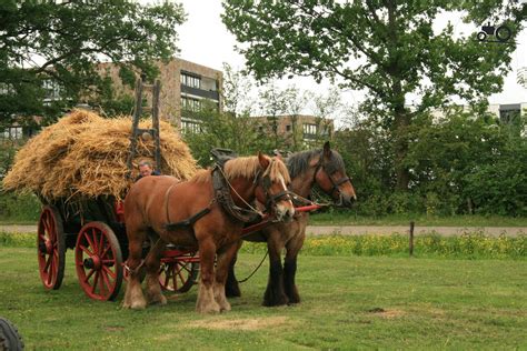 Illustratie van een mennonitische boerderij met paard en wagen, die de afwezigheid van moderne technologie symboliseert.