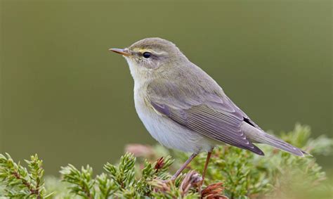 een fitis in een natuurlijke omgeving, met focus op zijn verenkleed en de lichte wenkbrauwstreep