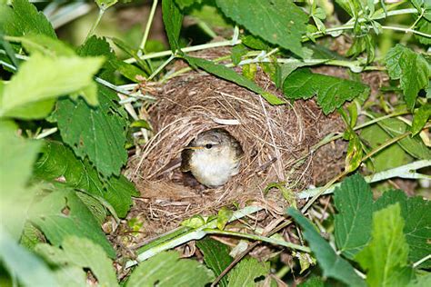 een gedetailleerd beeld van een fitis nest op de grond, verborgen in de vegetatie