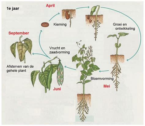 Symbolische afbeelding van groei en transformatie, bijvoorbeeld een plant die uit de aarde groeit