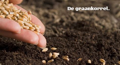 Een afbeelding van een graankorrel die in de aarde valt en ontkiemt.